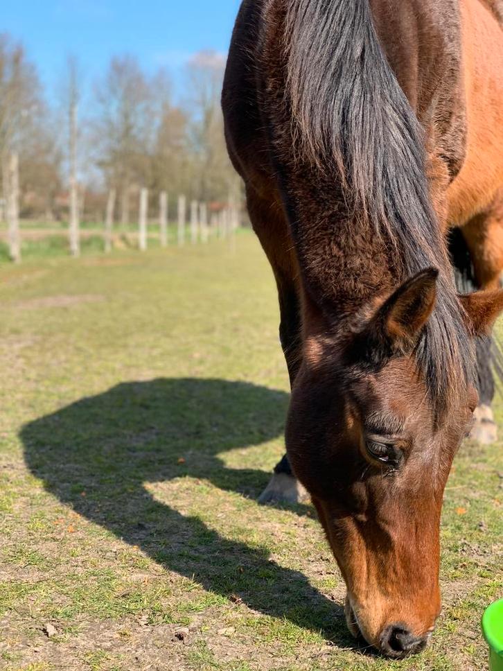 Weidemaatje gezocht - weideplek ter beschikking, Dieren en Toebehoren, Stalling en Weidegang, 1 paard of pony