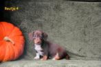 Dwergteckel pupje Chocolat Tan/Piebald, Dieren en Toebehoren, België, Reu, CDV (hondenziekte), 8 tot 15 weken
