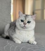 Britse korthaar Dekkater, Dieren en Toebehoren, Katten en Kittens | Dekkaters, 0 tot 2 jaar