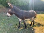 Miniezel en prijswinnaar Yani, Dieren en Toebehoren, Paarden, Minder dan 160 cm, Gechipt, M, Hengst