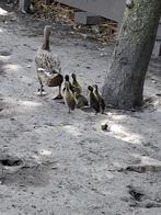 Indische loopeenden, Dieren en Toebehoren