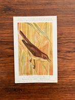 Vogels der Belgische Fauna Nr. 34 boschrietzanger, Ophalen of Verzenden, 1940 tot 1960, Ongelopen, Vogel