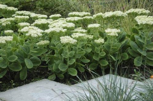 Sedum stardust, Jardin & Terrasse, Plantes | Jardin, Mi-ombre, Été, Enlèvement