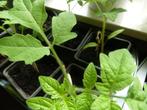 tomatenplanten, Jardin & Terrasse, Jardin & Terrasse Autre, Enlèvement, Neuf