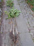 Notenboom, Tuin en Terras, Planten | Tuinplanten, Ophalen