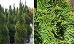 10 Thuja in spiraal vorm geknipt, coniferen, Tuin en Terras, Planten | Struiken en Hagen, Ophalen