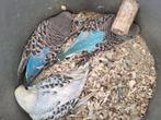 Grasparkieten, Dieren en Toebehoren, Tam