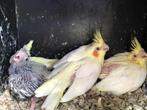 Valkparkieten baby's ideaal om ze tam te maken, Dieren en Toebehoren, Vogels | Parkieten en Papegaaien, Geslacht onbekend, Parkiet