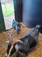 mini bokje ter beschikking., Dieren en Toebehoren, Schapen, Geiten en Varkens