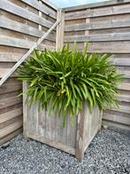 Tropisch hardhout(Padoek) bloembak met Agapantus, Tuin en Terras, Volle zon, Vaste plant, Zomer, Ophalen