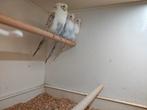 Engelse grasparkieten cinnamon geringd, Dieren en Toebehoren, Geringd