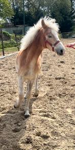 Haflinger hengsteveulen, Animaux & Accessoires, Étalon, 0 à 2 ans