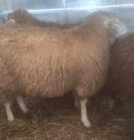 Mouton à vendre, Animaux & Accessoires, Moutons, Chèvres & Cochons, Mouton, Mâle, 0 à 2 ans