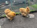 Cochin buff groothoender, Dieren en Toebehoren, Pluimvee, Vrouwelijk, Kip