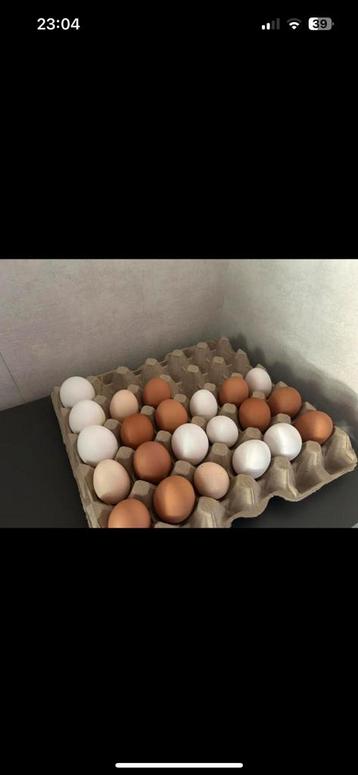Verse eitjes beschikbaar voor biedingen