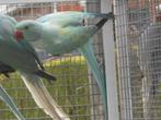 bleekstaart halsbanden, Meerdere dieren, Parkiet, Geringd