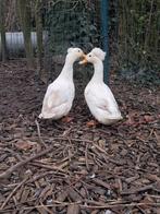 Oud hollandse kuifeenden, Plusieurs animaux, Canard