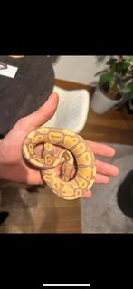 Python banana 100% het clown, Dieren en Toebehoren