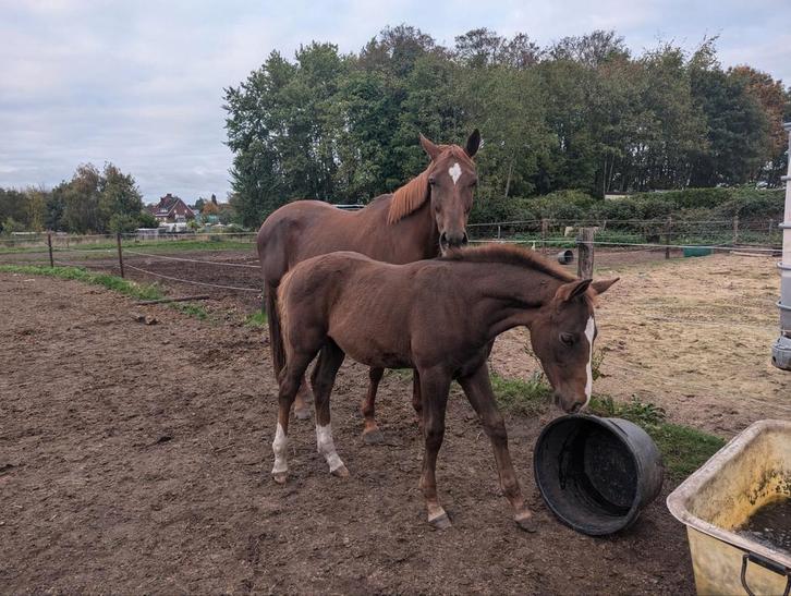 Hengst veulen uit 1 van de beste moederlijnen ter wereld, Dieren en Toebehoren, Paarden, Hengst, Niet van toepassing, 165 tot 170 cm