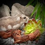 Tamme Russische Dwerghamsters (4-6 weken), Dieren en Toebehoren, Knaagdieren, Hamster, Mei, Meerdere dieren, Tam