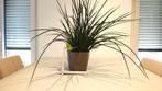 Sansevieria Mikado + pot, Ophalen, In pot