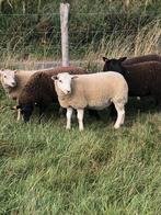 Ooilammeren te koop., Vrouwelijk, Schaap, 0 tot 2 jaar