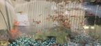 Guppies te koop, Dieren en Toebehoren