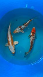 Japanse koi doitsu 20-25cm, Dieren en Toebehoren, Vissen | Vijvervissen, Karper of Koi