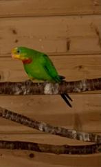 Barraband parkieten, Dieren en Toebehoren, Vogels | Parkieten en Papegaaien, Geringd
