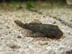 Ancistrus algeneters, Dieren en Toebehoren, Vissen | Aquariumvissen