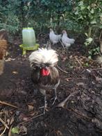 Kuifhoen haantje, Dieren en Toebehoren, Mannelijk, Kip