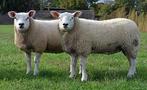 Franse en Texel ooien gezocht, Mouton