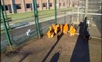 chocin kippen, Dieren en Toebehoren, Meerdere dieren