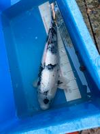 Mooie 60 cm koi, Dieren en Toebehoren