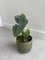 Bananenplant, Ophalen