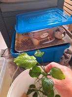 Anubius aquarium planten, Ophalen, Zo goed als nieuw
