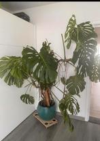 Monstera plant + pot, Huis en Inrichting, Kamerplanten, Ophalen