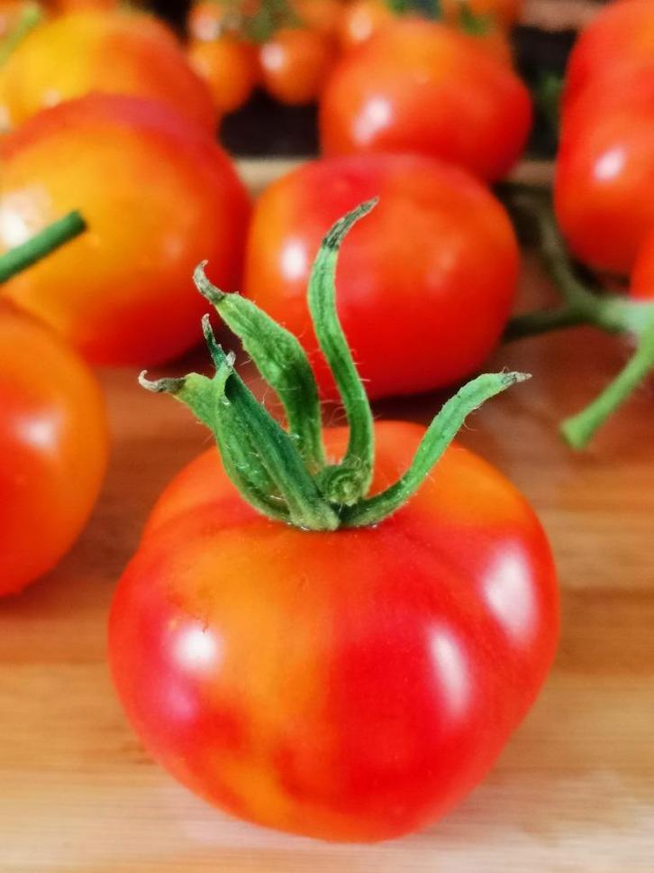 Pineapple Fog tomaat - 5 zaden, Tuin en Terras, Bloembollen en Zaden, Zaad, Voorjaar, Verzenden