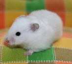 Jonge Goudhamsters, handtam, Dieren en Toebehoren, Knaagdieren, Hamster