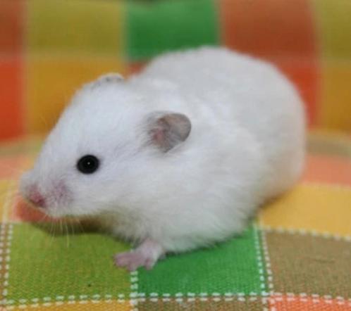 Jonge Goudhamsters, handtam, Dieren en Toebehoren, Knaagdieren, Hamster