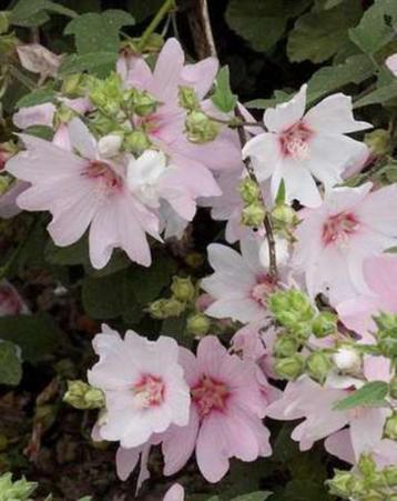 Gaura en Lavatera beschikbaar voor biedingen