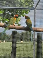 Roodoor ara, Perroquet, Bagué, Plusieurs animaux