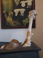 Vintage didactisch model van poot van een rund, Ophalen of Verzenden, Gebruikt