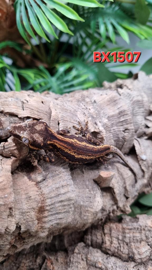 Rhacodactylus Auriculatus Gargoyle Gecko, Dieren en Toebehoren, Reptielen en Amfibieën