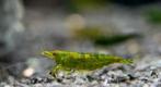 Neocaridina Green Jade. Zoetwater garnalen.