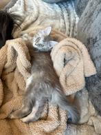 Maine Coon meisje met stamboom! ️, Poes, Met stamboom, 0 tot 2 jaar