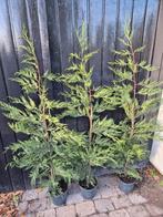 Leylandii coniferen 125-150 cm potgekweekt ruime voorraad!, Jardin & Terrasse, Plantes | Arbustes & Haies, Enlèvement ou Envoi