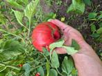 Vleestomaten,cherrytomaten, paprika, kruiden, Zakelijke goederen, Ophalen, AGF