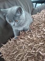 Brits korthaar kittens, Meerdere dieren, Gechipt, 0 tot 2 jaar