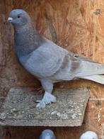 Turkse takla duif, Animaux & Accessoires, Oiseaux | Pigeons, Mâle, Autres espèces